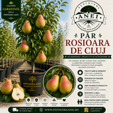 Par Rosioara De Cluj