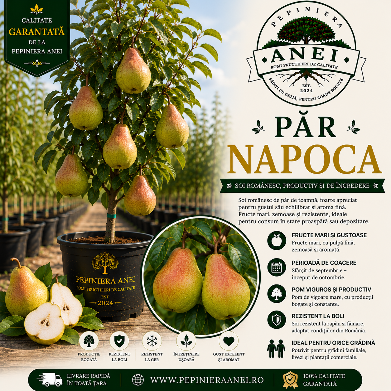 Par Napoca