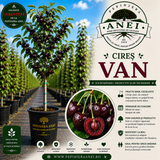 Cires Van