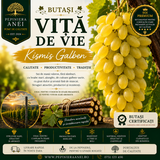Butași Viță de Vie – Kismis Galben