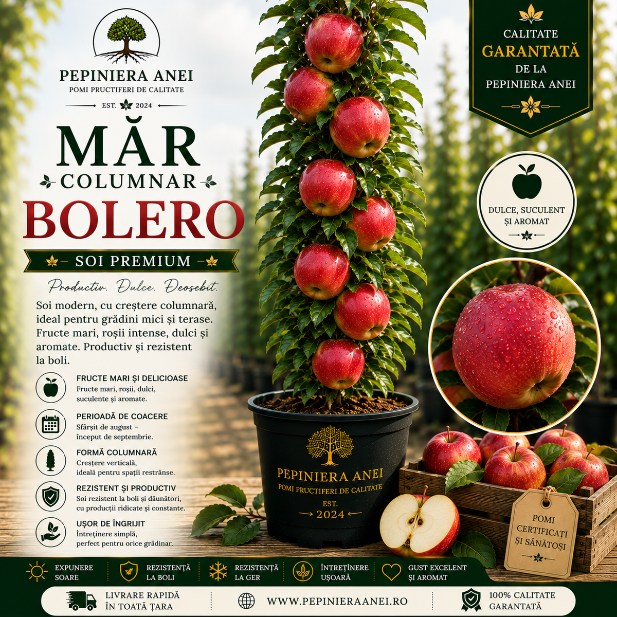 Măr Columnar – Bolero