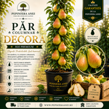 Păr Columnar – Decora