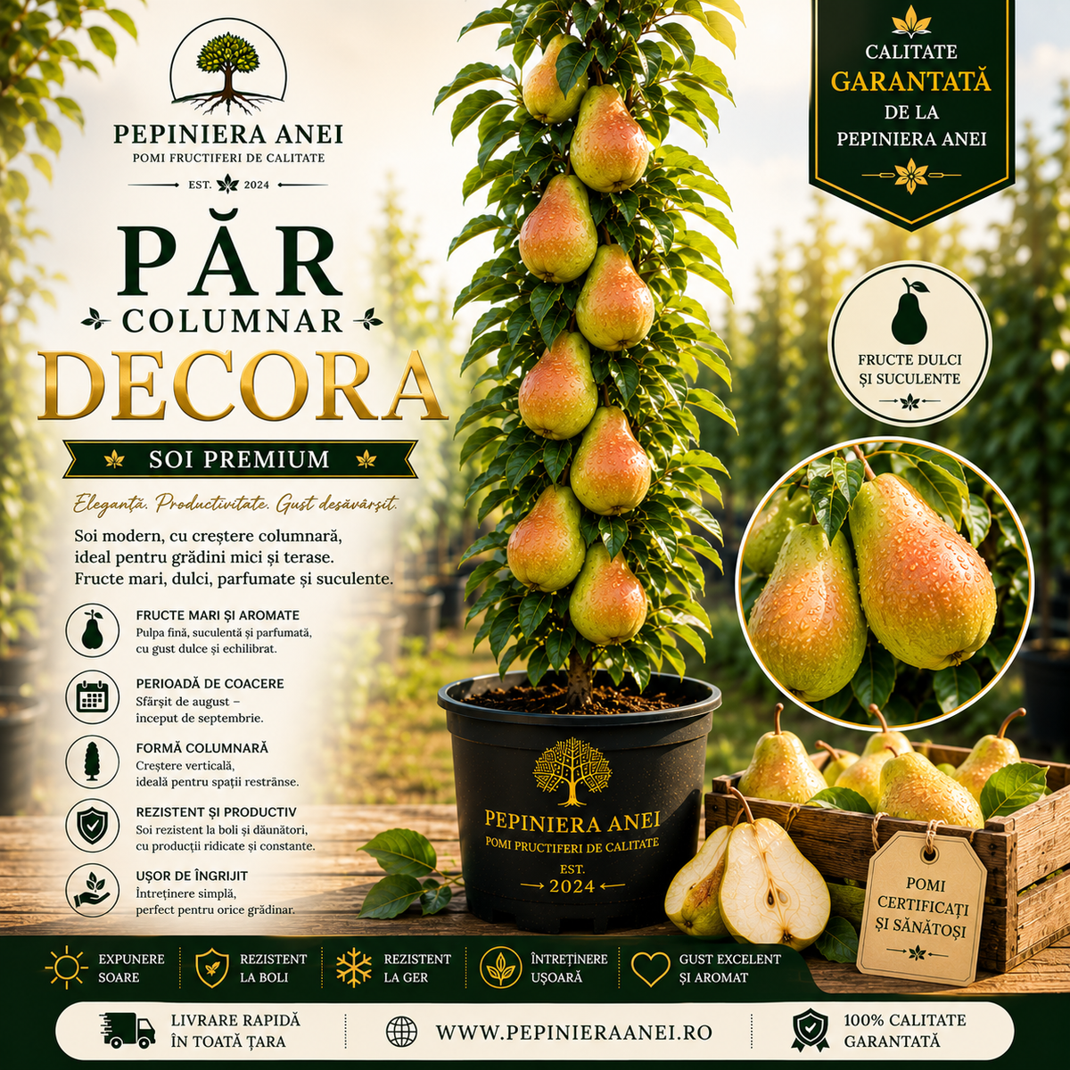 Păr Columnar – Decora