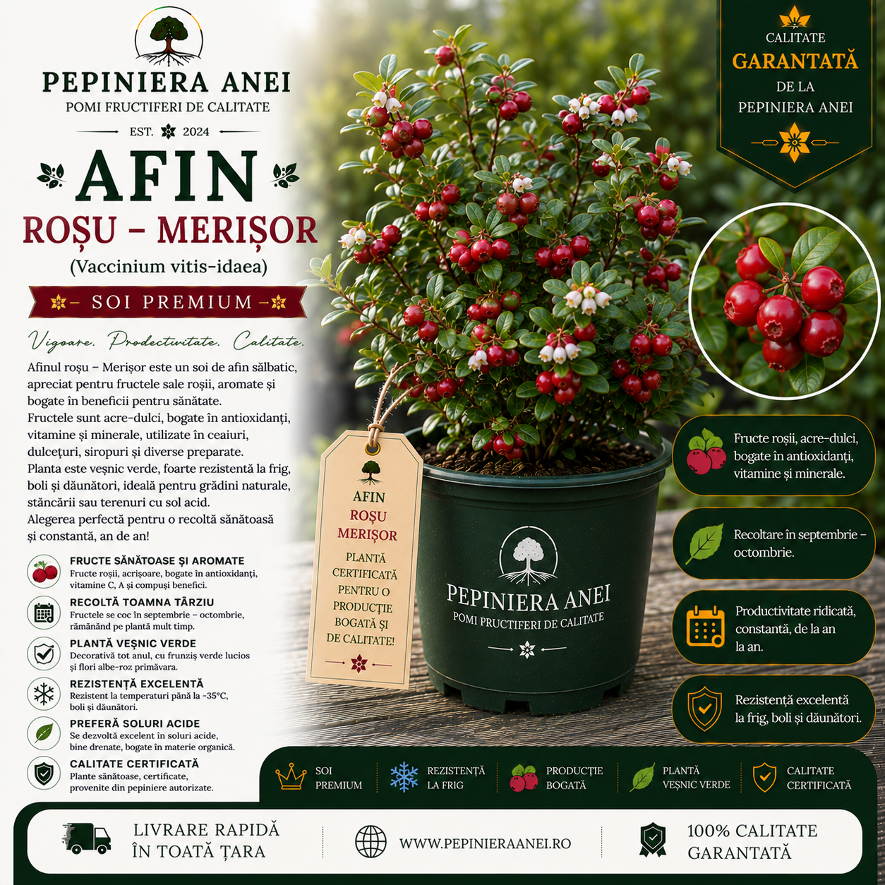 Afin Roșu – Merișor (Vaccinium vitis-idaea)