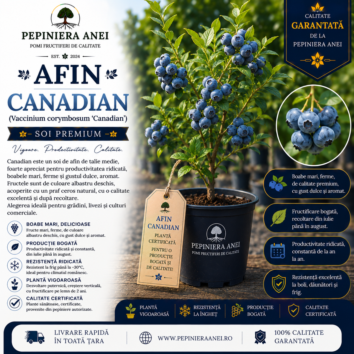 Afin Canadian (Vaccinium corymbosum 'Canadian')