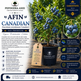 Afin Canadian (Vaccinium corymbosum 'Canadian')