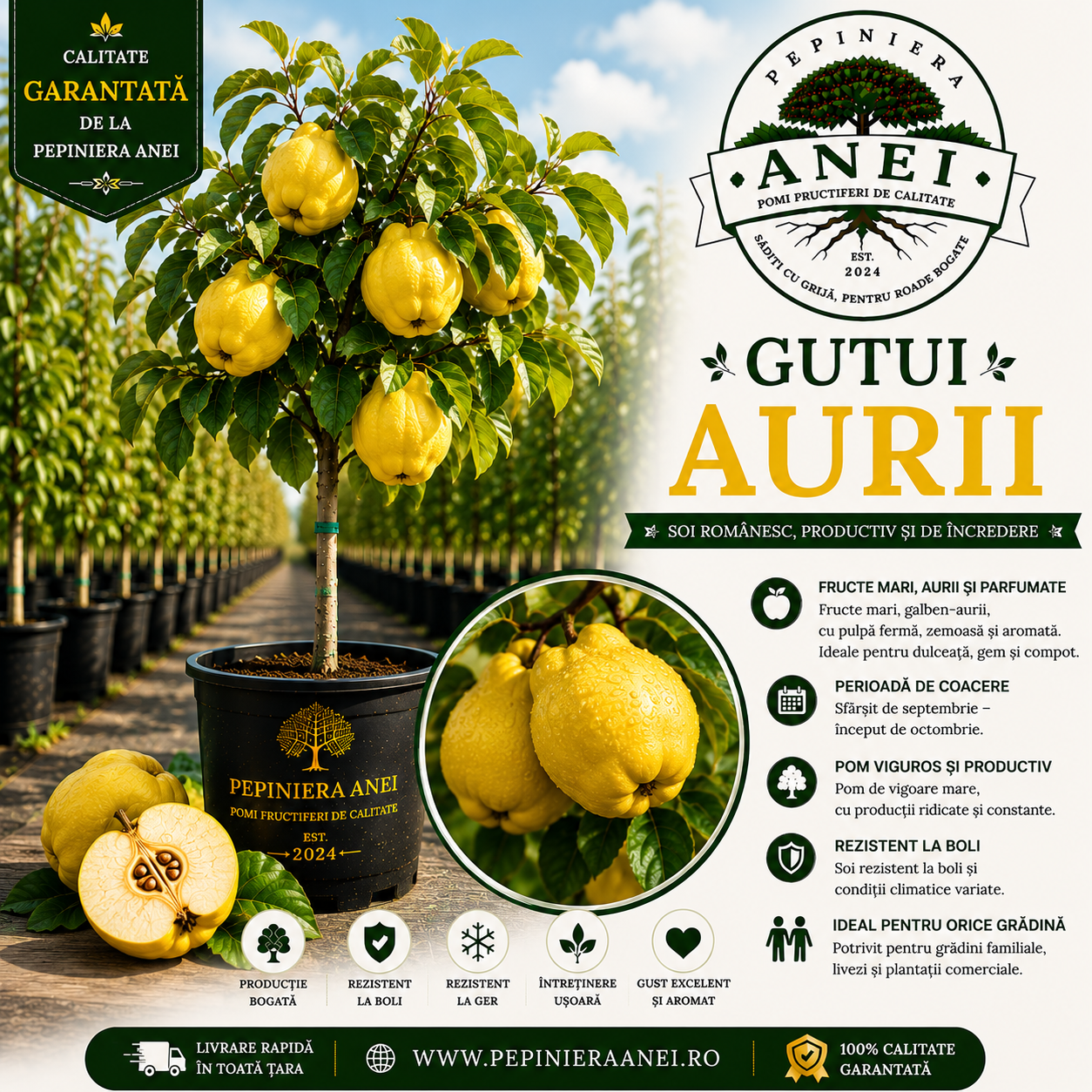 Gutui Aurii
