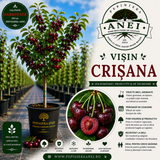 Visin Crisana