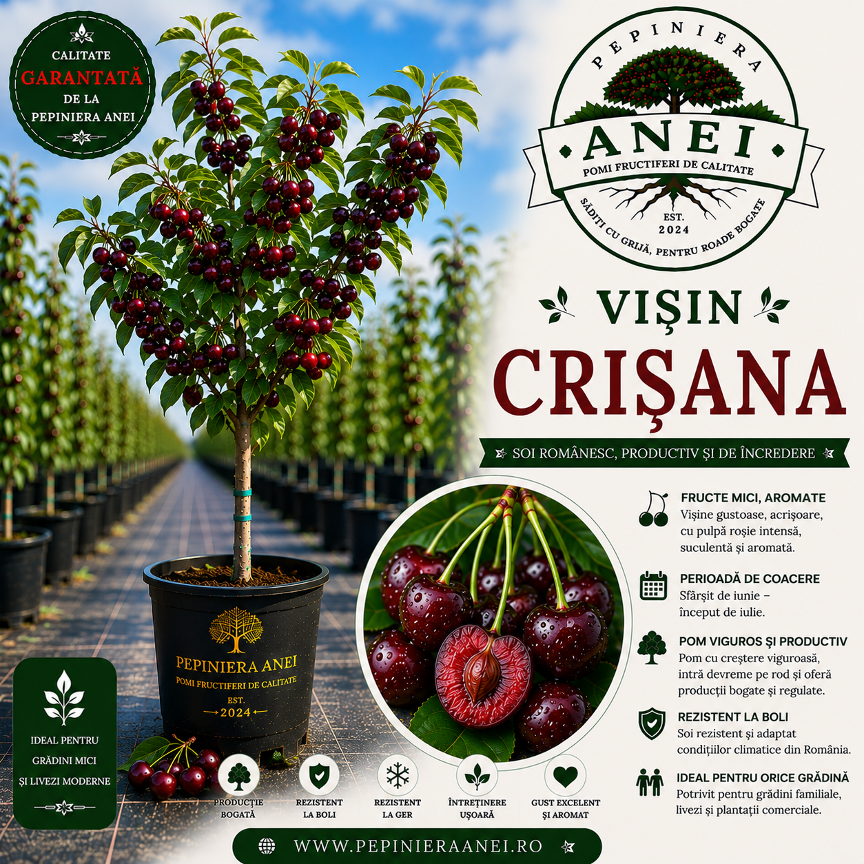 Visin Crisana
