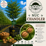 Nuc Chandler