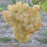 Butași Viță de Vie Eva (Vitis vinifera 'Eva')