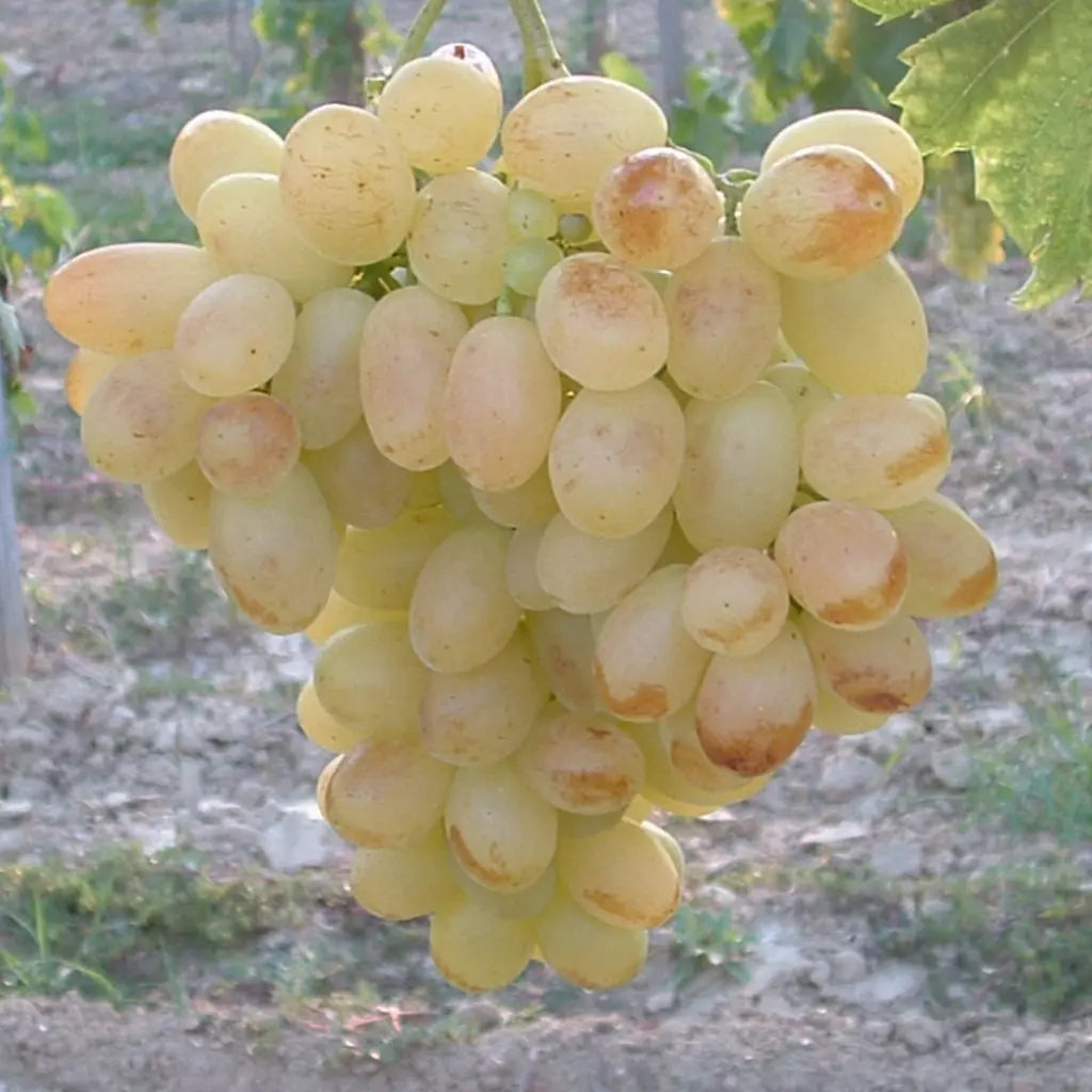 Butași Viță de Vie Eva (Vitis vinifera 'Eva')