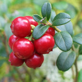 Afin Roșu – Merișor (Vaccinium vitis-idaea)