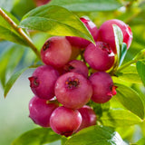 Afin Pink Blueberry (Vaccinium corymbosum 'Pink Blueberry')