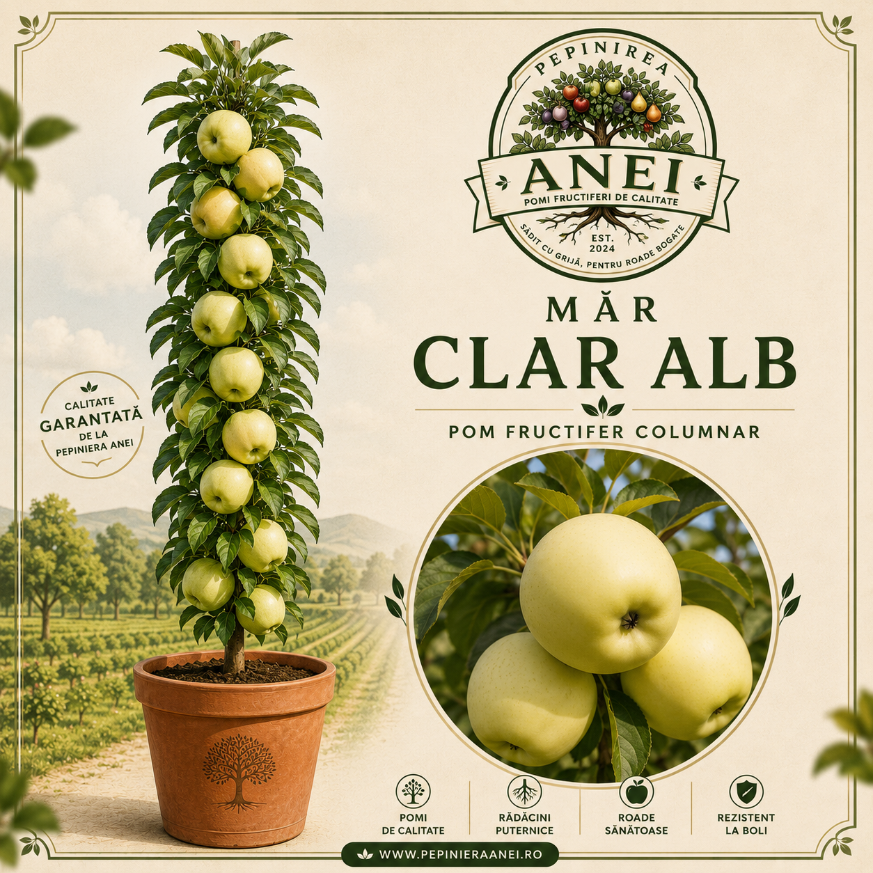 MAR CLAR ALB