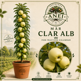 MAR CLAR ALB