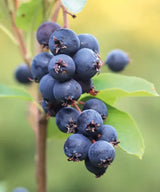 Afin Saskatoon Northline (Amelanchier alnifolia 'Northline')