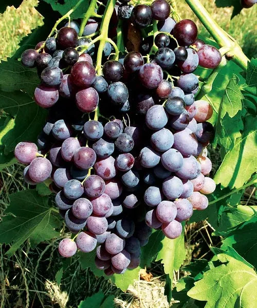 Butași Viță de Vie Kismis Moldavski (Vitis vinifera 'Kismis Moldavski')