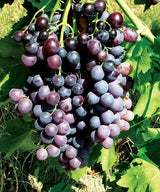 Butași Viță de Vie Kismis Moldavski (Vitis vinifera 'Kismis Moldavski')