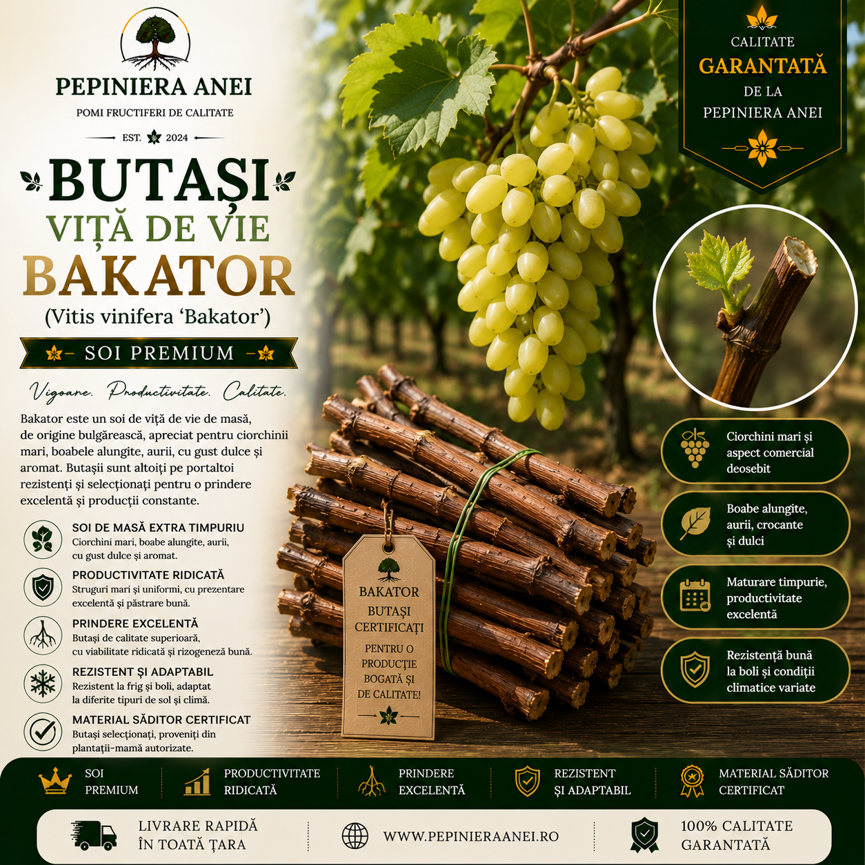 Butași Viță de Vie Bakator (Vitis vinifera 'Bakator')