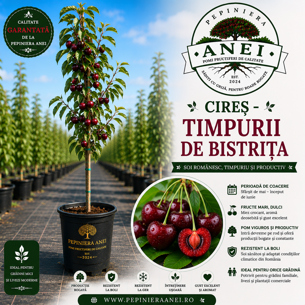 Cireș – Timpurii de Bistrița