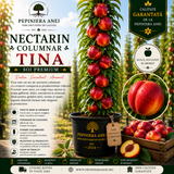 Nectarin Columnar – Tina