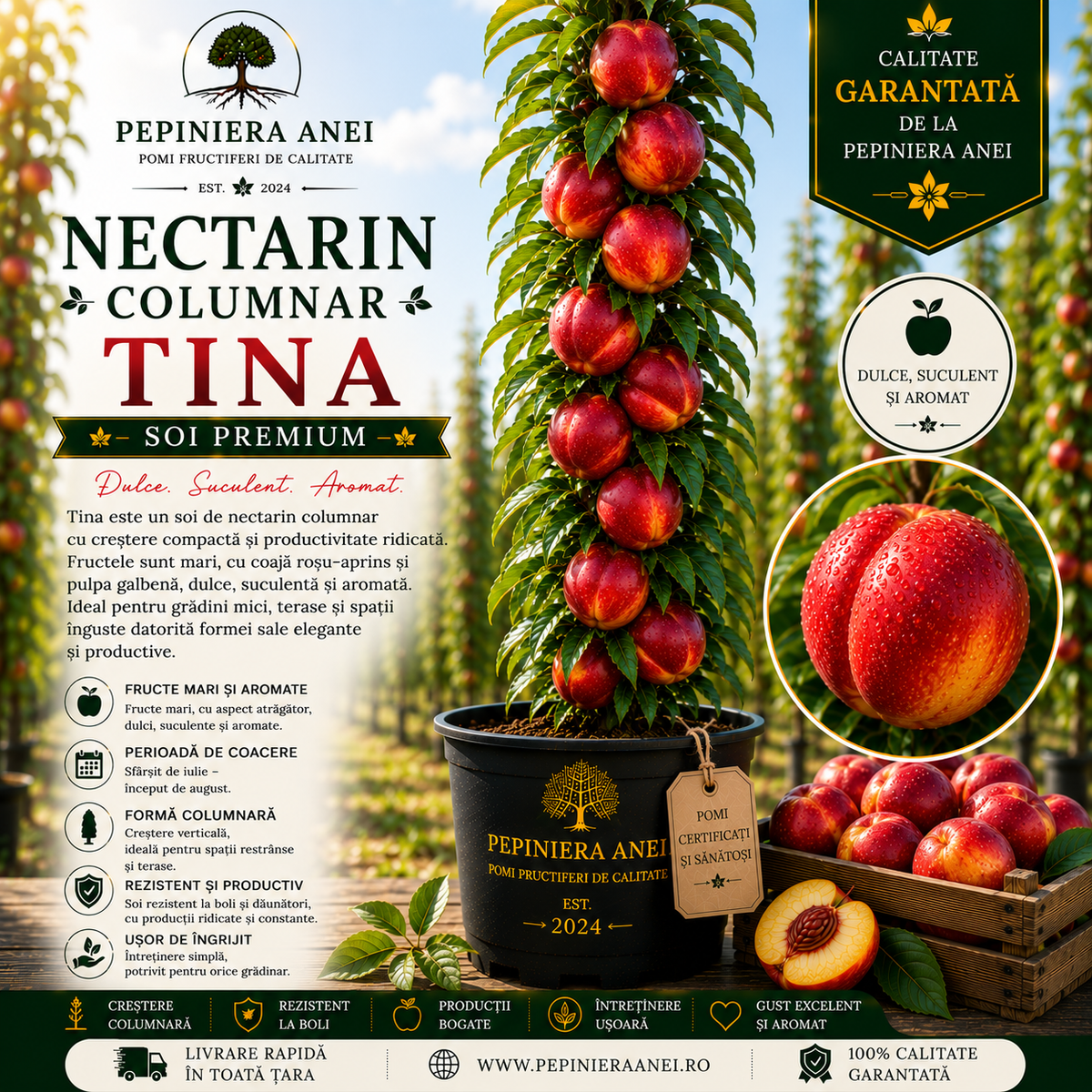 Nectarin Columnar – Tina