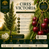Cires Victoria
