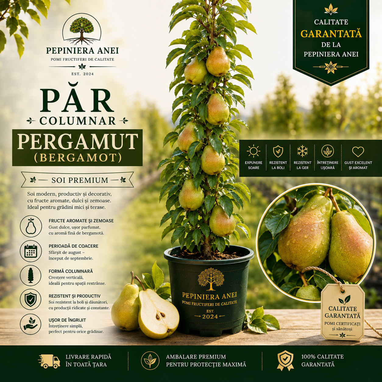 Păr Columnar – Pergamut (Bergamot)