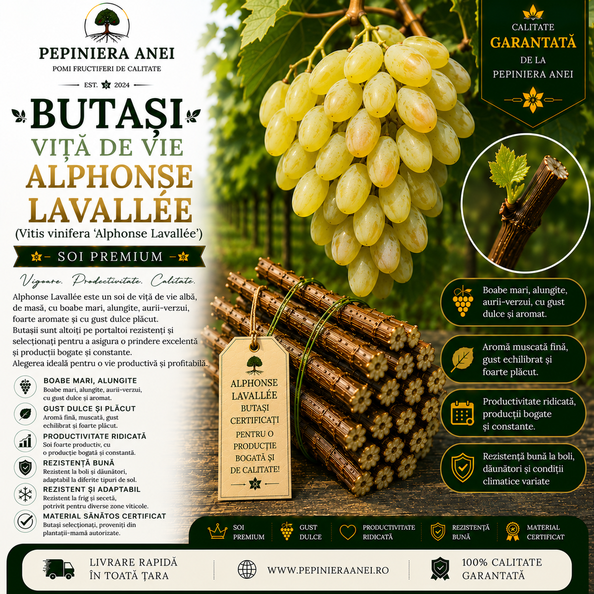 Butași Viță de Vie Alphonse Lavallée (Vitis vinifera 'Alphonse Lavallée')