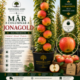 Măr Columnar – Jonagold