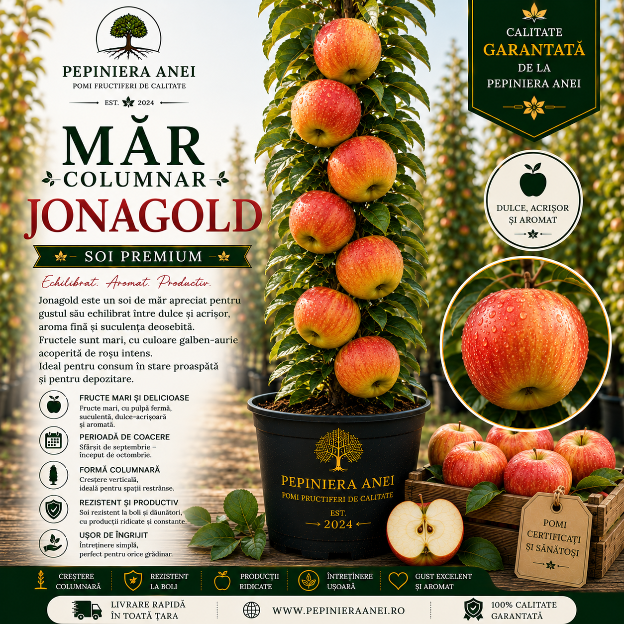 Măr Columnar – Jonagold