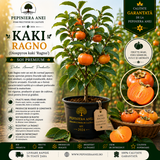 Kaki Ragno (Diospyros kaki 'Ragno')