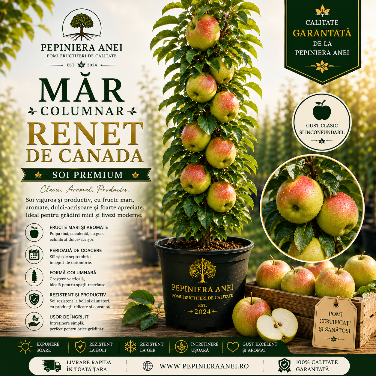 Măr Columnar – Renet de Canada