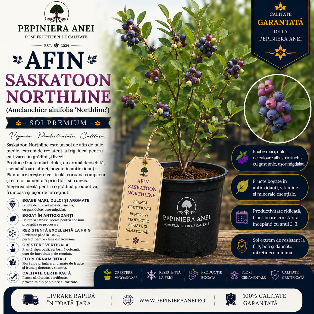 Afin Saskatoon Northline (Amelanchier alnifolia 'Northline')