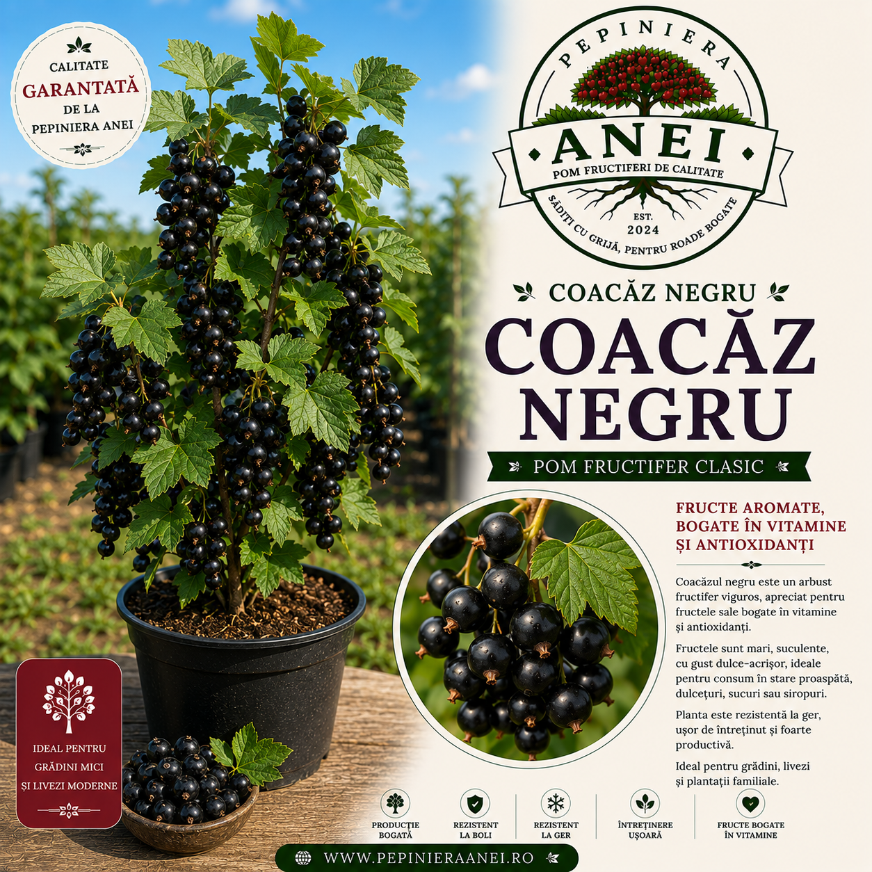 Coacăz Negru