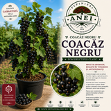 Coacăz Negru