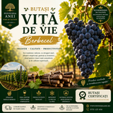 Butași Viță de Vie – Berbecel
