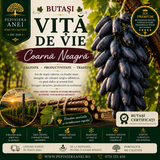 Butași Viță de Vie – Coarnă Neagră