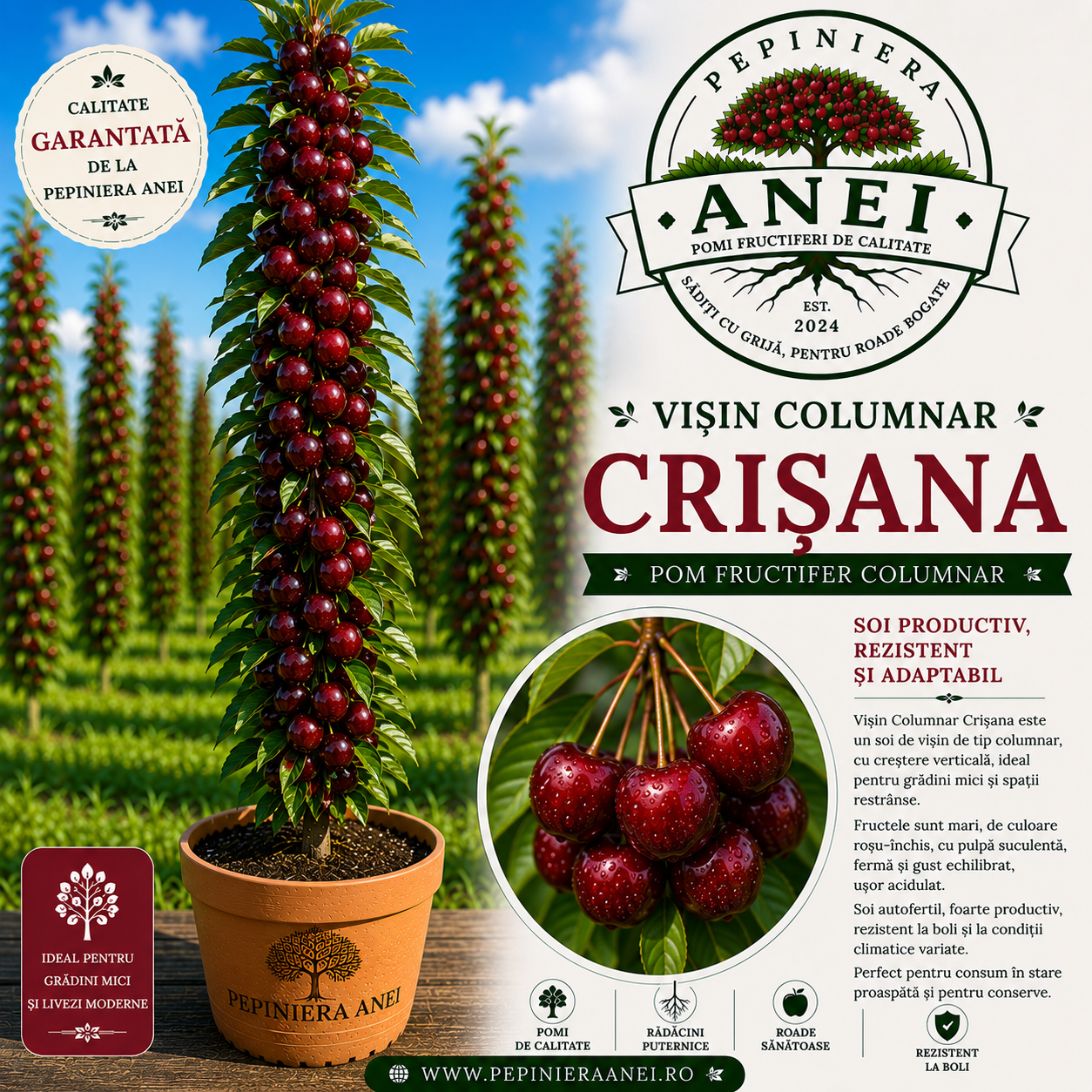 Visin Columnar Crisana