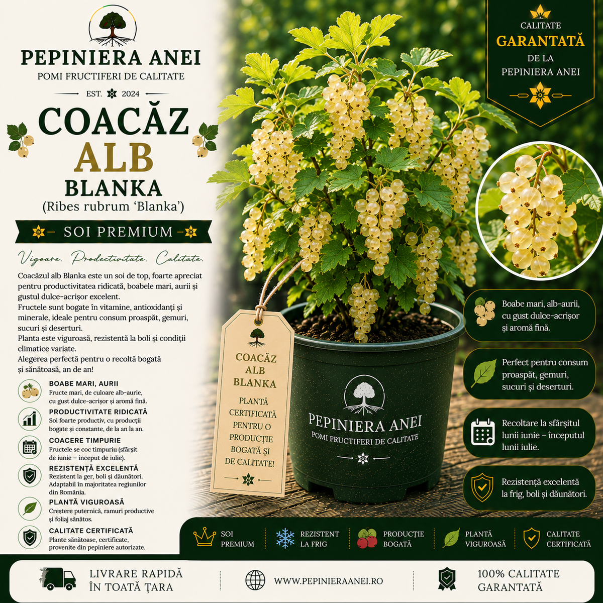 Coacăz Alb Blanka (Ribes rubrum 'Blanka')