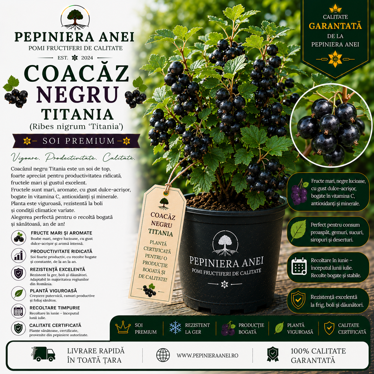 Coacăz Negru Titania (Ribes nigrum 'Titania')