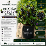 Coacăz Negru Titania (Ribes nigrum 'Titania')