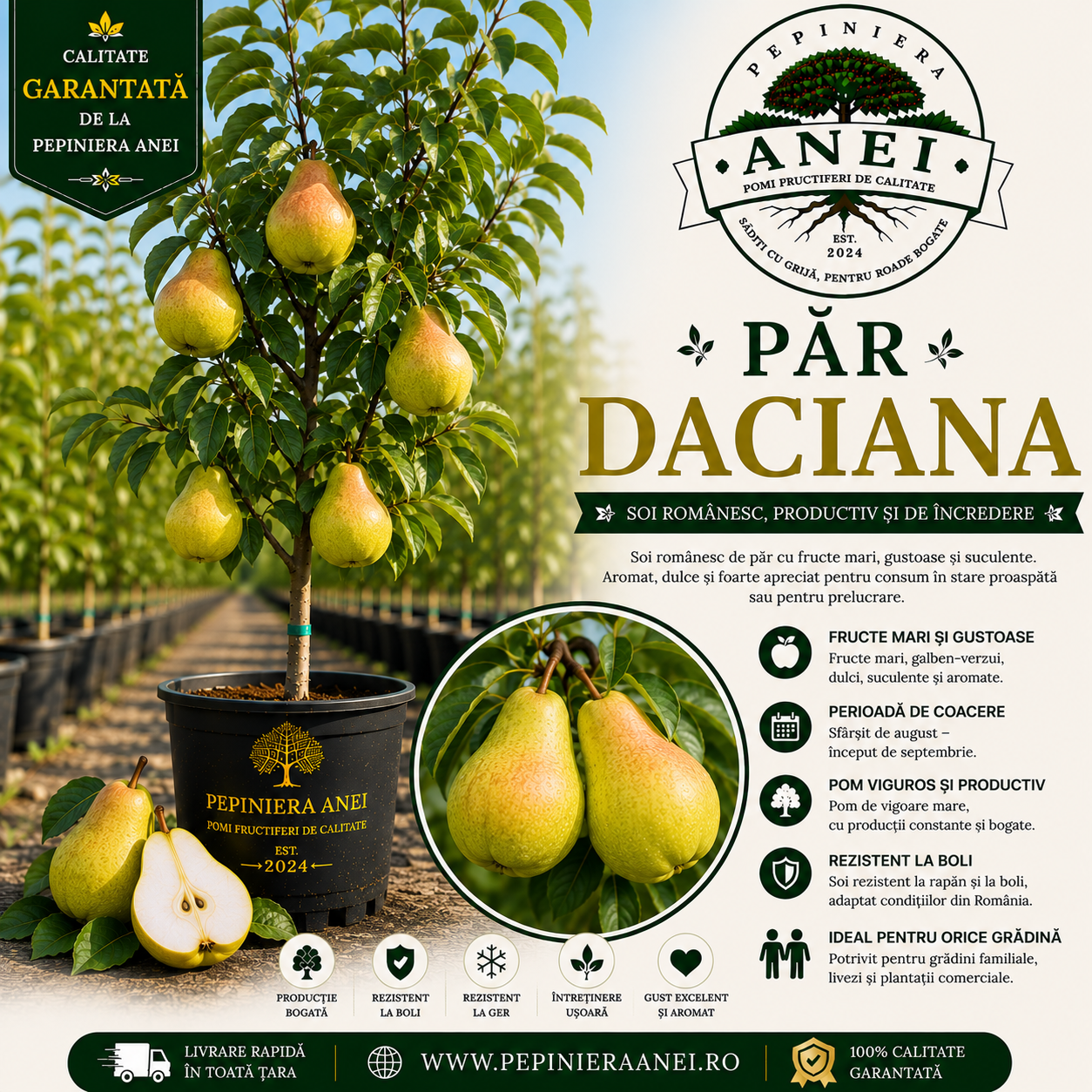 Par Daciana