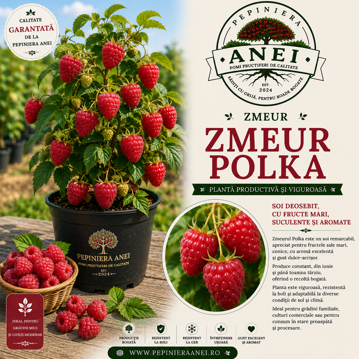 Zmeur – Polka