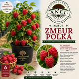 Zmeur – Polka