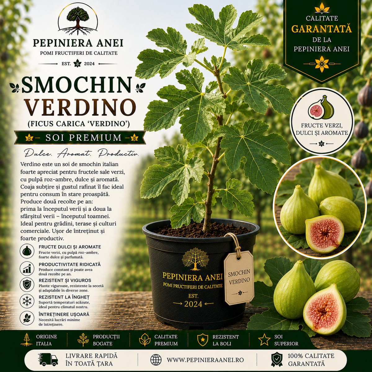 Smochin Verdino (Ficus carica 'Verdino')