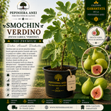 Smochin Verdino (Ficus carica 'Verdino')