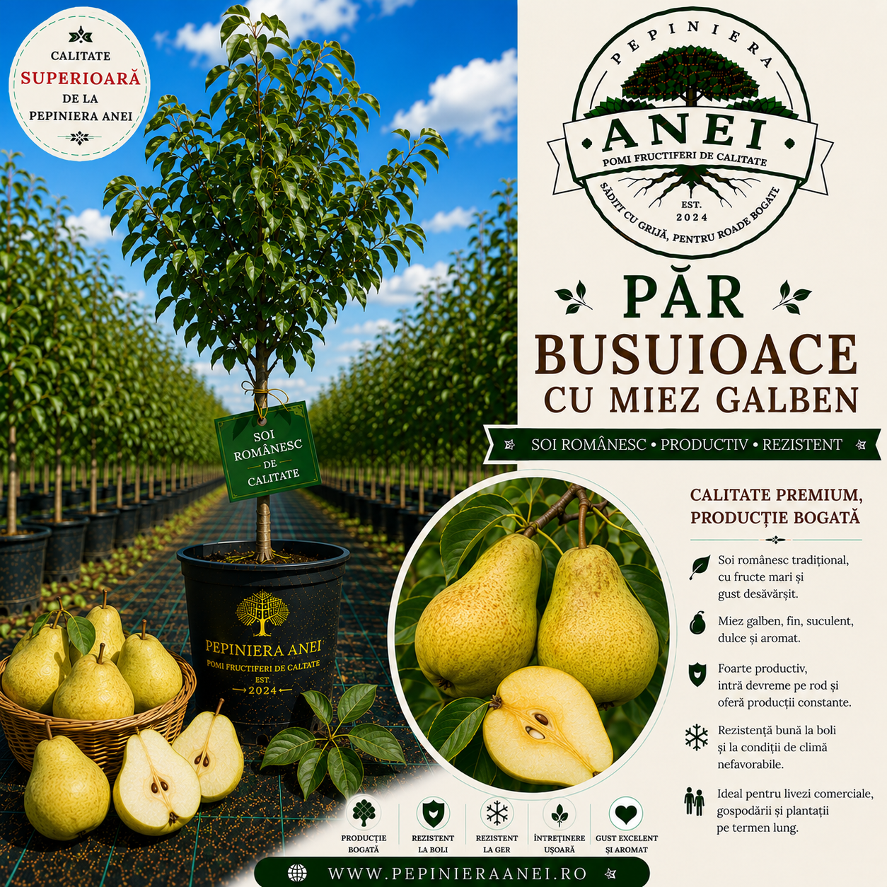 Par Busuioace cu miez galben