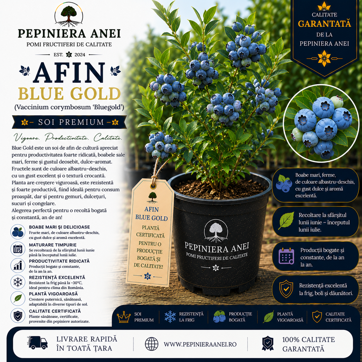 Afin Blue Gold (Vaccinium corymbosum 'Bluegold')